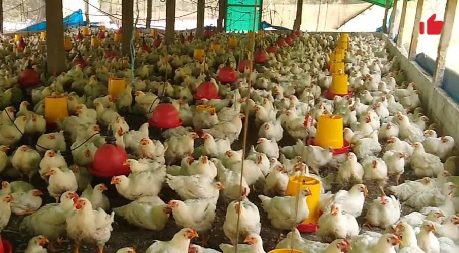 Ascitis en los pollos de engorde