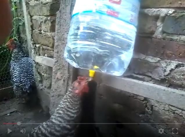 Bebederos caseros para gallinas