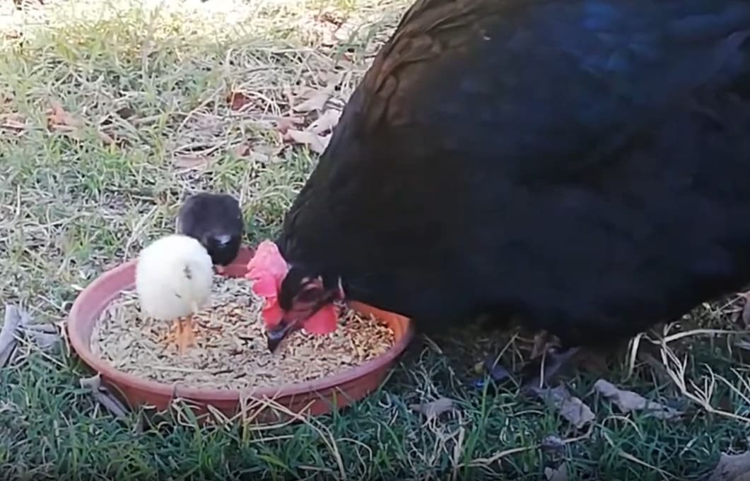 Gallina negra comiendo con sus pollitos