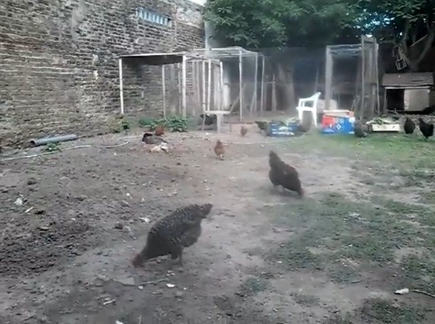 Gallinas pastando en el jardín