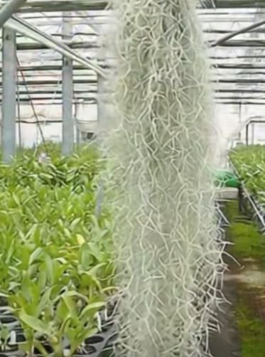 Musgo español - Planta colgante