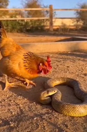 Serpiente y gallina