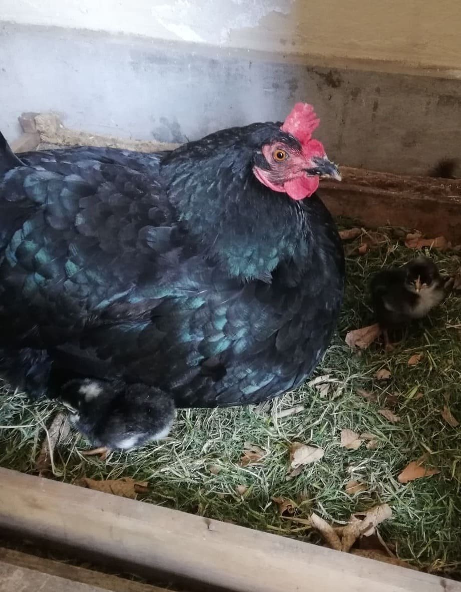 Gallina negra empollando en el nido