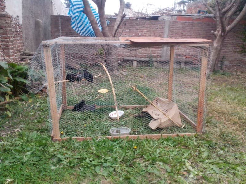 Gallinero movil barato y con madera de palets