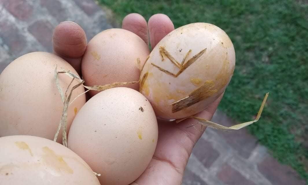 Huevos caseros