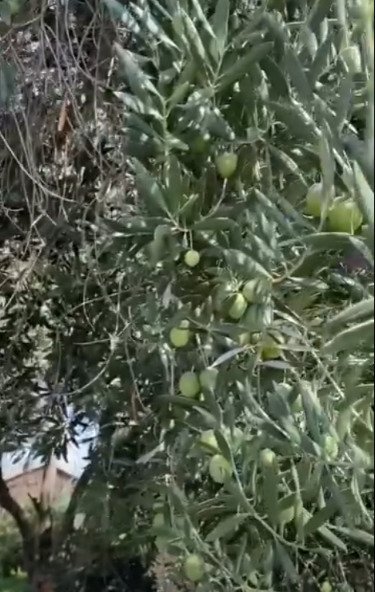Olivo - Arbol de Aceitunas