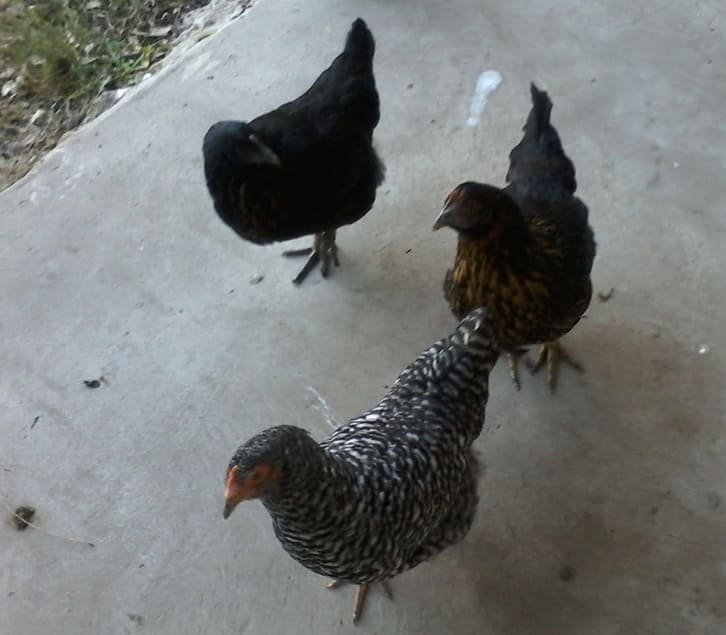 Dos gallinas negras INTA y una barrada