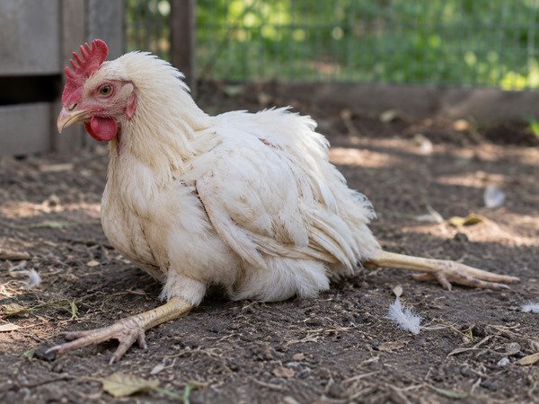 Enfermedad de Marek en gallinas
