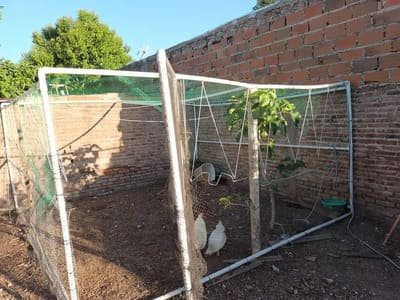 Gallinero hecho con tubos de pvc
