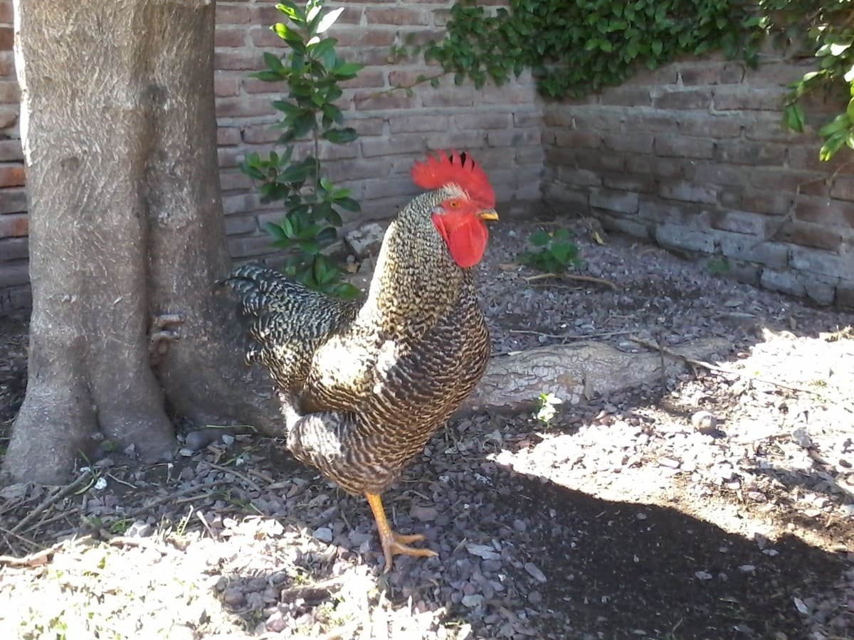 Gallo raza Plymouth Rock