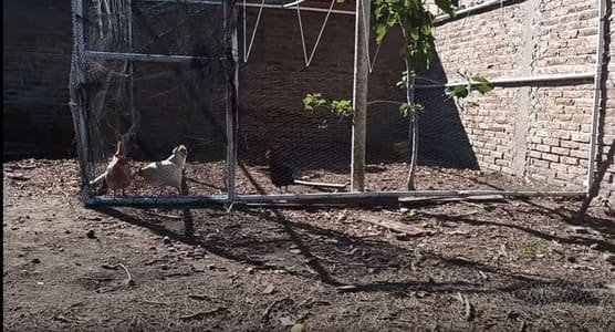 Foto real de corral casero con red protectora y gallinas en patio con pared de ladrillos