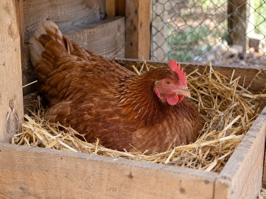 Gallina clueca descansando sobre un nido con paja en un espacio tranquilo del gallinero protegido por malla metálica.