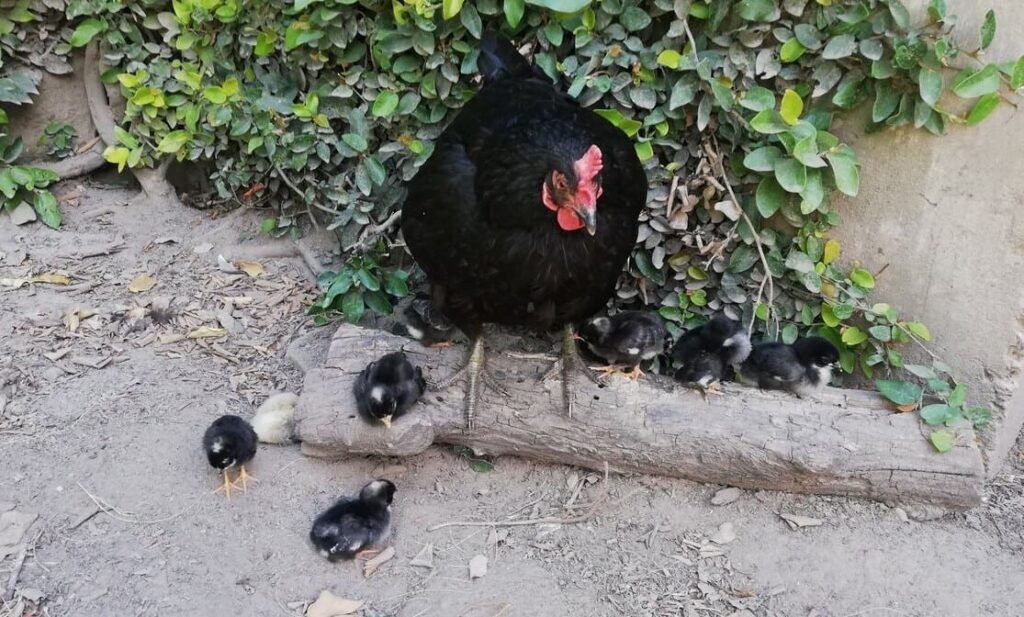 Gallina negra con 6 pollitos