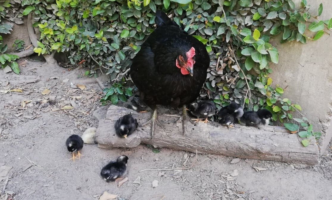 Gallina negra con 6 pollitos