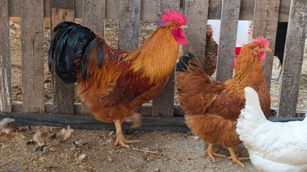 Gallo y gallina New Hampshire de plumaje castaño rojizo en un gallinero con cerco de madera