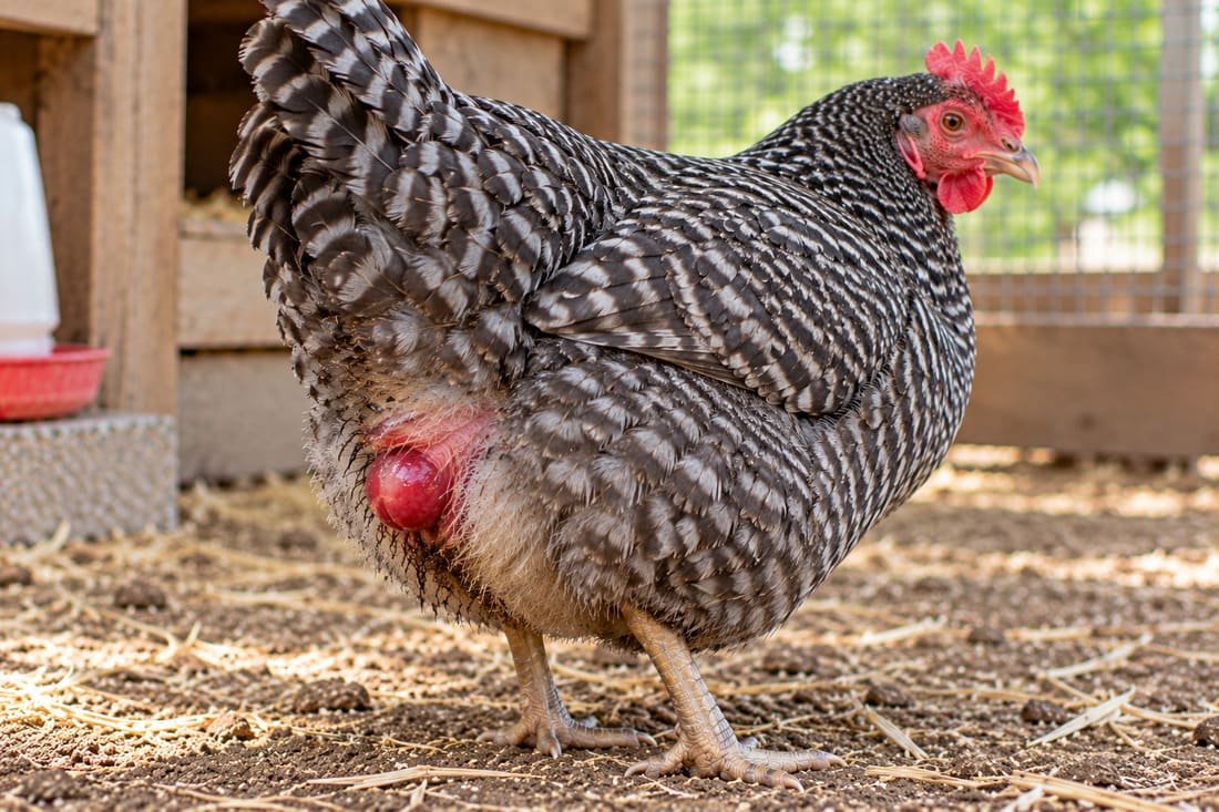 Gallina Plymouth Rock con cloaca enrojecida por prolapso del oviducto