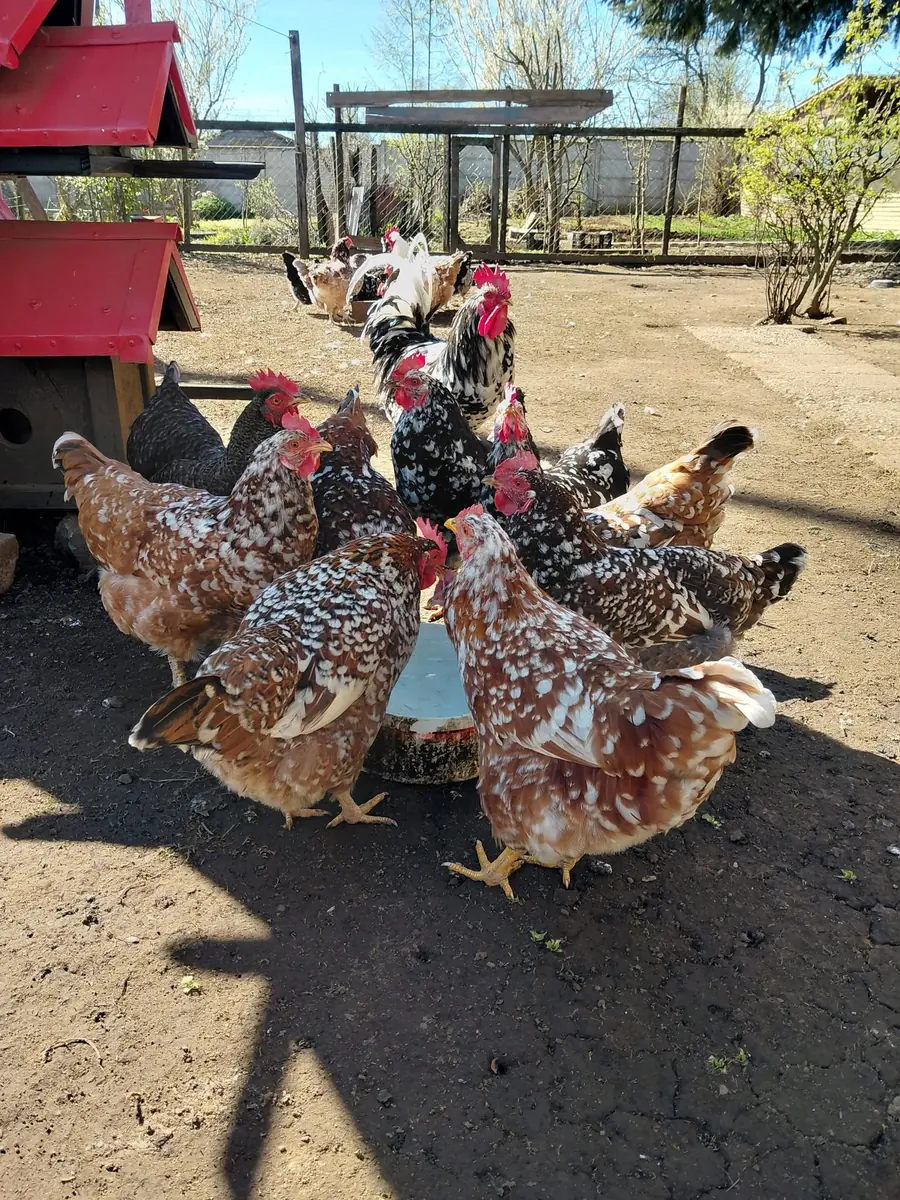 Grupo de gallinas de plumaje moteado y un gallo comiendo juntos de un mismo comedero en el patio