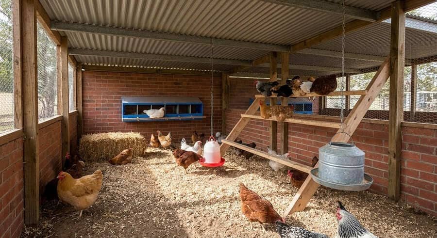 Interior de un gallinero doméstico protegido con techo, mostrando gallinas sobre viruta de madera seca, comederos colgantes y cerramientos de malla metálica.