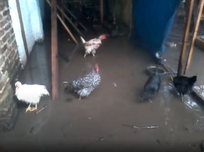 Gallinero inundado bajo agua