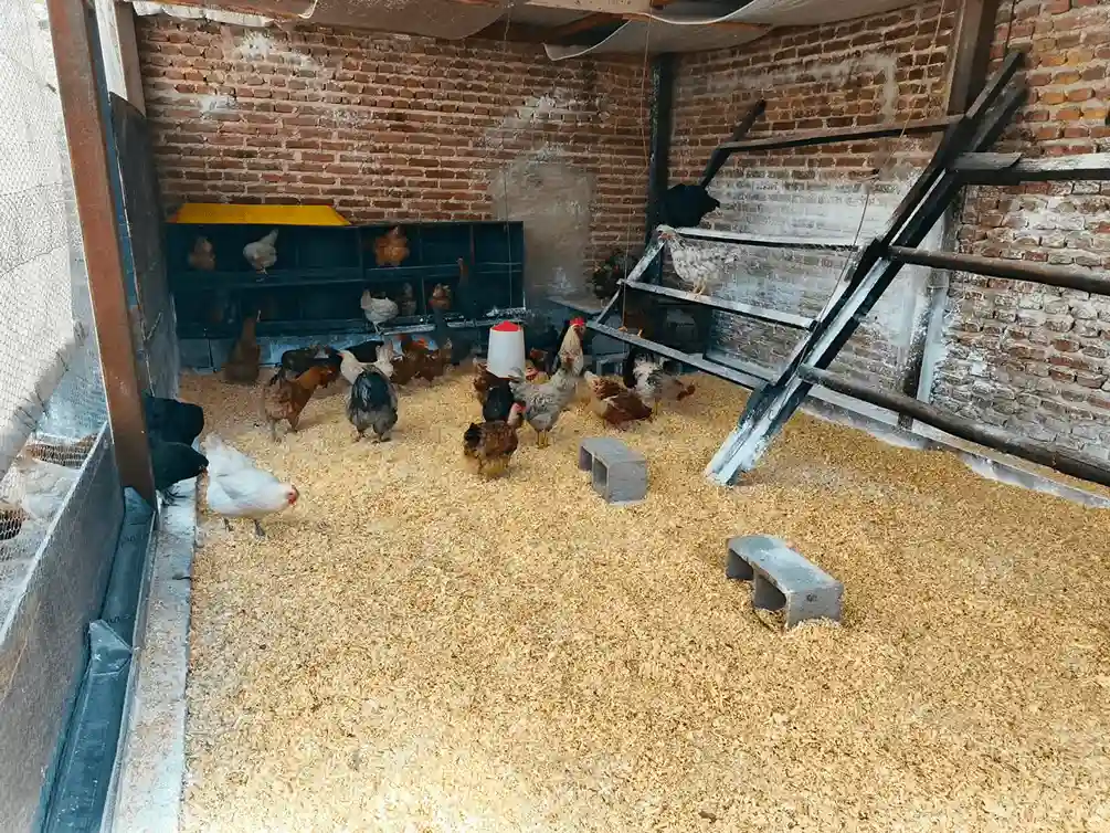 Vista interior de un gallinero grande con múltiples gallinas, ponederos, comederos y una percha escalonada de madera