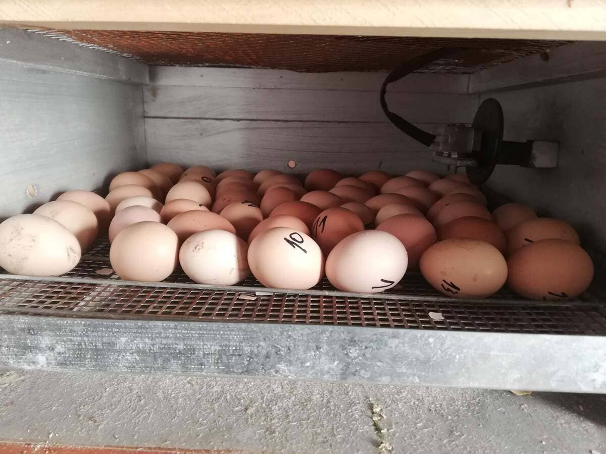 Huevos de gallina dentro de una incubadora para volteo durante la incubación