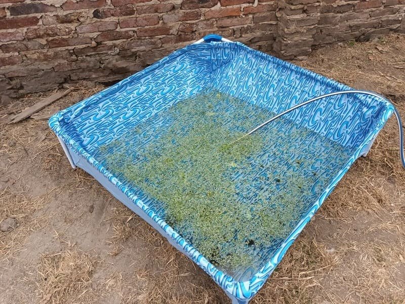 Cultivo casero de lenteja de agua en una pileta de lona pequeña para alimentación de gallinas