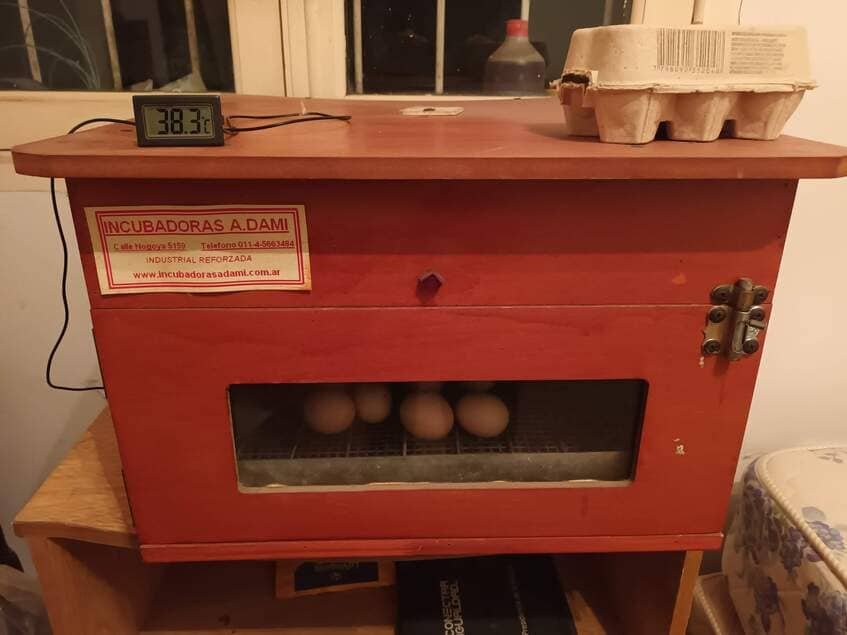 Incubadora de huevos de gallina con termómetro que marca 38,3 °C