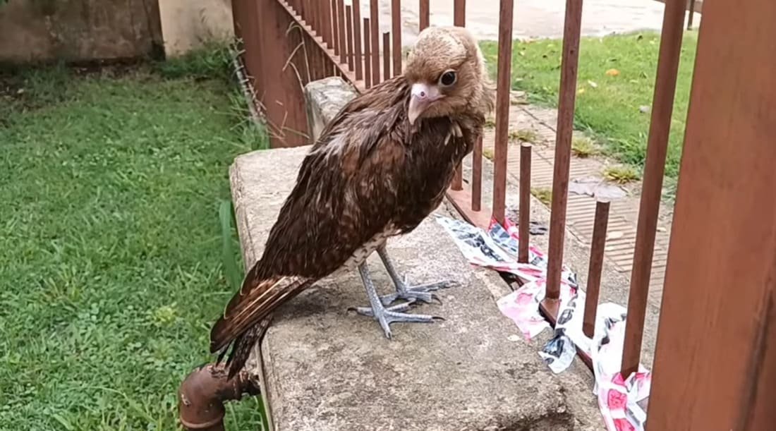 Chimango posado sobre un muro junto a una vivienda