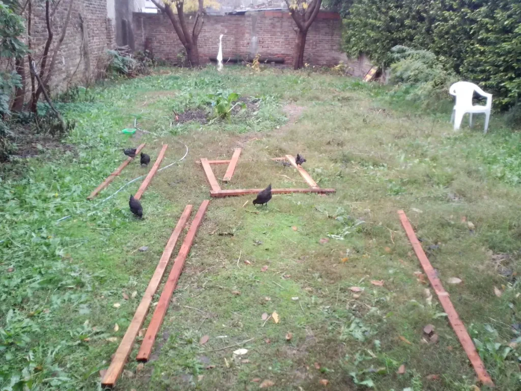 Gallinas negras jóvenes en un patio con pasto entre tirantes de madera para armar un gallinero