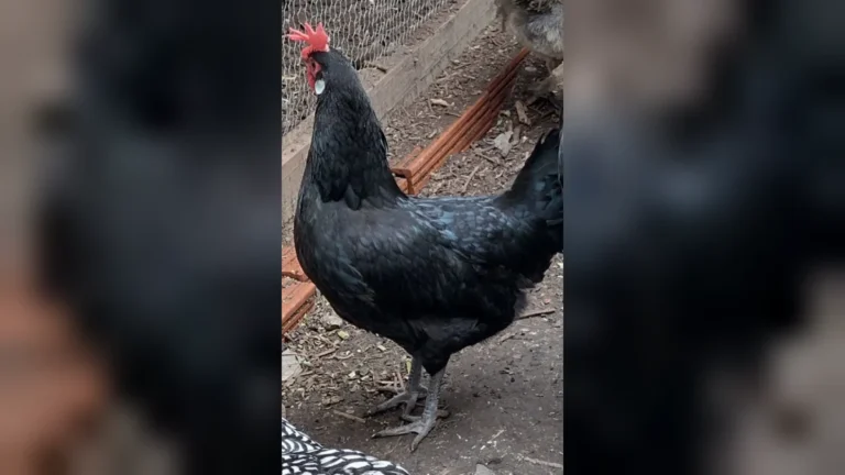 Gallina Minorca negra con lóbulo blanco, cresta roja y patas color pizarra, parada sobre la tierra de un gallinero