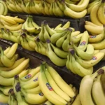 Racimos de bananas maduras y verdosas en la verdulería de un supermercado