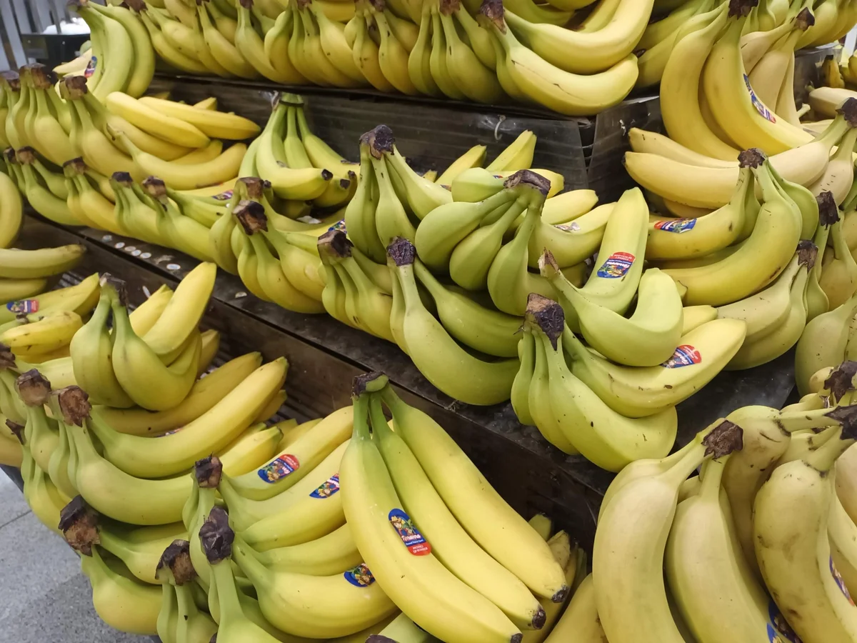 Racimos de bananas maduras y verdosas en la verdulería de un supermercado