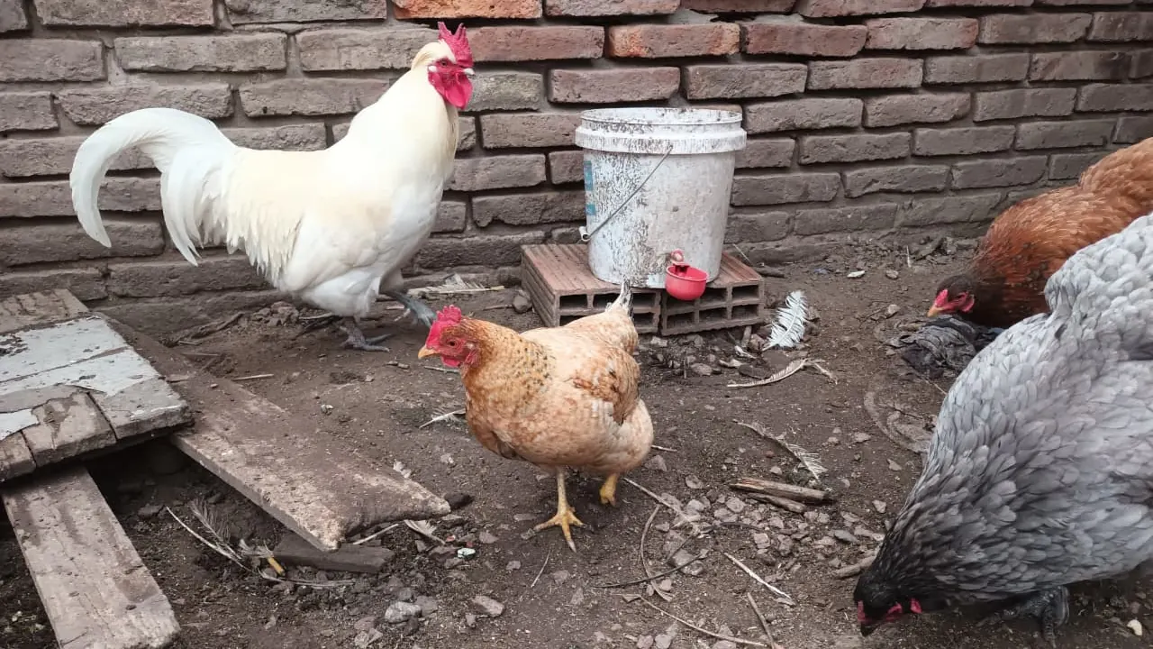 Gallo blanco y tres gallinas de traspatio junto a un bebedero de balde tapado con tacita automática roja