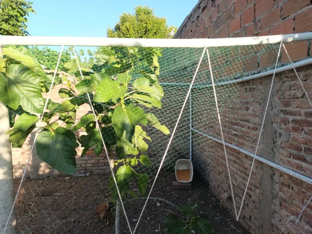Gallinero de traspatio armado con tubos de PVC y malla verde, con una higuera adentro y un comedero con maíz