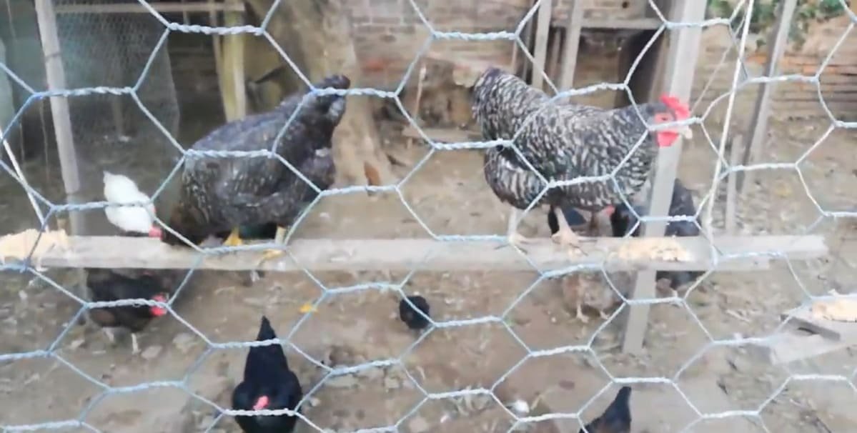 Gallinas utilizando estructuras de descanso dentro del gallinero