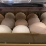 Huevos de gallina marrón claro y blancos dentro de una incubadora con tapa transparente