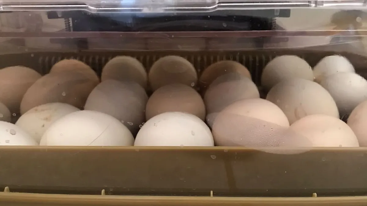 Huevos de gallina marrón claro y blancos dentro de una incubadora con tapa transparente