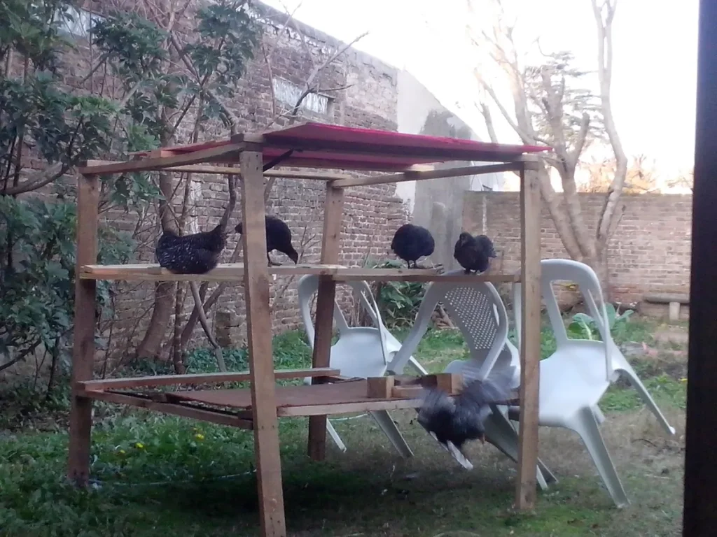 Estructura de madera con techo rosa de mi primer gallinero, con gallinas negras jóvenes en las tablas